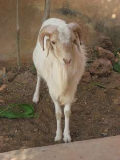 01 Le Mouton Avant